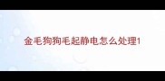 金毛狗狗毛起静电怎么处理