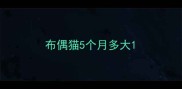 布偶猫5个月多大