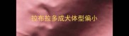 拉布拉多成犬体型偏小