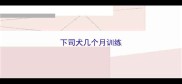 下司犬几个月训练