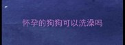 怀孕的狗狗可以洗澡吗