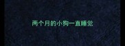 两个月的小狗一直睡觉