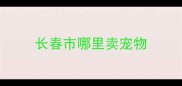 长春市哪里卖宠物