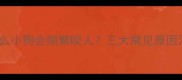 为什么小狗会频繁咬人三大常见原因深度