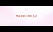 怎样鉴定拉布拉多犬
