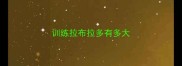 训练拉布拉多有多大
