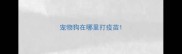 宠物狗在哪里打疫苗