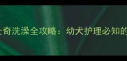 4个月哈士奇洗澡全攻略幼犬护理必知的5大要点