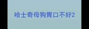 哈士奇母狗胃口不好