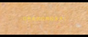 红色毛的拉布拉多犬
