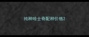 纯种哈士奇配种价格