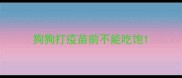 狗狗打疫苗前不能吃饱