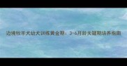 边境牧羊犬幼犬训练黄金期3-6月龄关键期培养指南