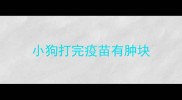 小狗打完疫苗有肿块
