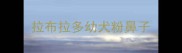 拉布拉多幼犬粉鼻子