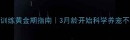 边牧训练黄金期指南3月龄开始科学养宠不踩坑
