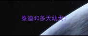 泰迪40多天幼犬