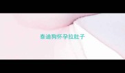 泰迪狗怀孕拉肚子