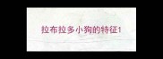 拉布拉多小狗的特征