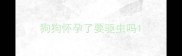 狗狗怀孕了要驱虫吗