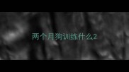 两个月狗训练什么