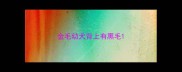 金毛幼犬背上有黑毛