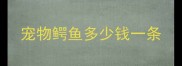 宠物鳄鱼多少钱一条