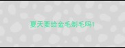 夏天要给金毛剃毛吗
