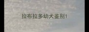拉布拉多幼犬鉴别