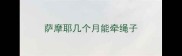 萨摩耶几个月能牵绳子