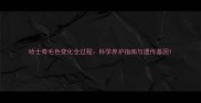 哈士奇毛色变化全过程科学养护指南与遗传基因