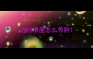 边牧很瘦怎么养胖