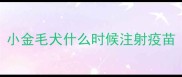 小金毛犬什么时候注射疫苗