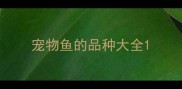 宠物鱼的品种大全