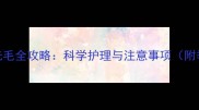 边境牧羊犬剃光毛全攻略科学护理与注意事项附季节护理指南