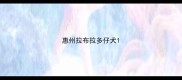 惠州拉布拉多仔犬