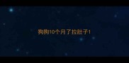 狗狗10个月了拉肚子