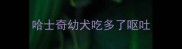 哈士奇幼犬吃多了呕吐