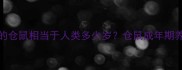 10个月大的仓鼠相当于人类多少岁仓鼠成年期养护全攻略