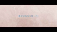 重庆边牧多少钱一只