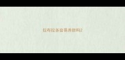 拉布拉多容易养胖吗