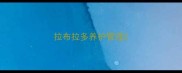 拉布拉多养护管理
