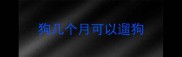 狗几个月可以遛狗
