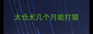 太仓犬几个月能打猎