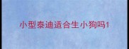 小型泰迪适合生小狗吗