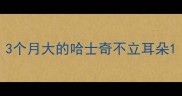 3个月大的哈士奇不立耳朵