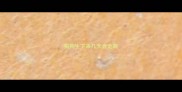 狗狗生下来几天会走路