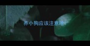 养小狗应该注意啥