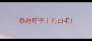 泰迪脖子上有白毛