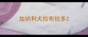 加纳利犬拉布拉多
